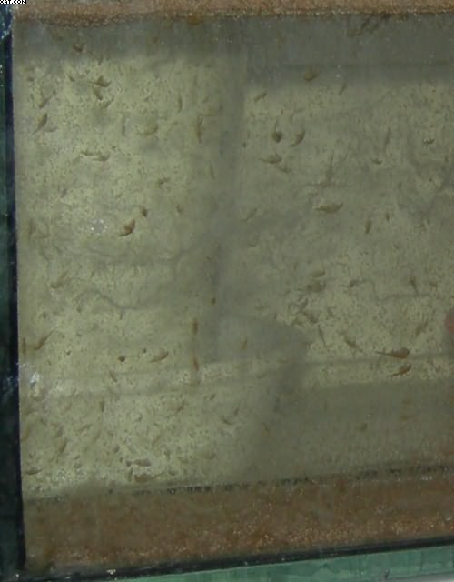 artemia 004...c2.jpg