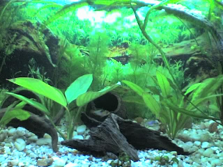 11-11-06_1825-be.jpg