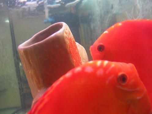 100_0037.JPG