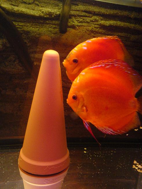 zjeść czy wychować.JPG