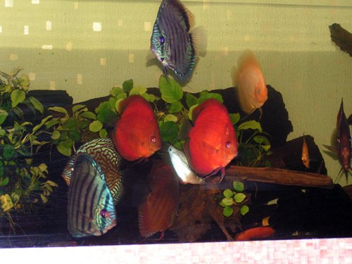 PICT0069.JPG