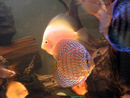 PICT0091.JPG