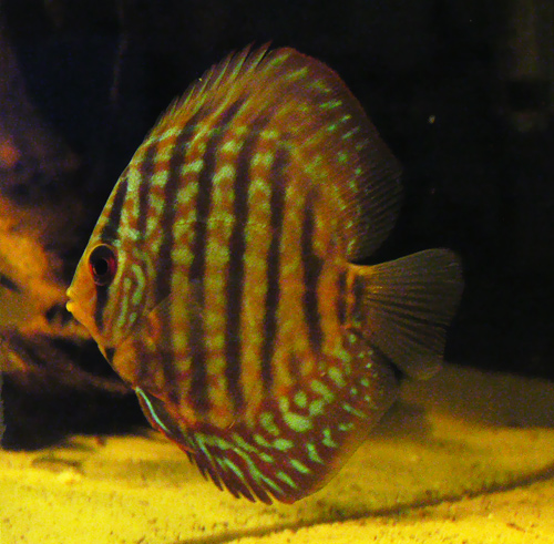 Discus_07_05_07.jpg