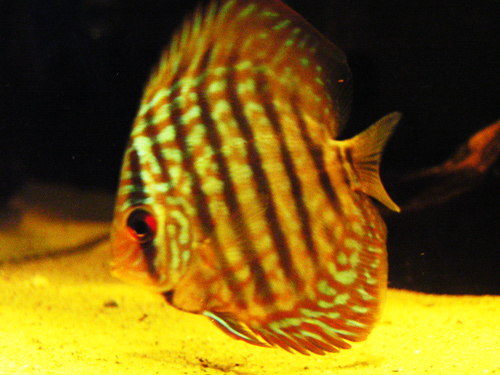 Discus_07_05_07_1.jpg
