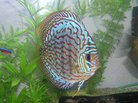 Red Turkus 010.jpg