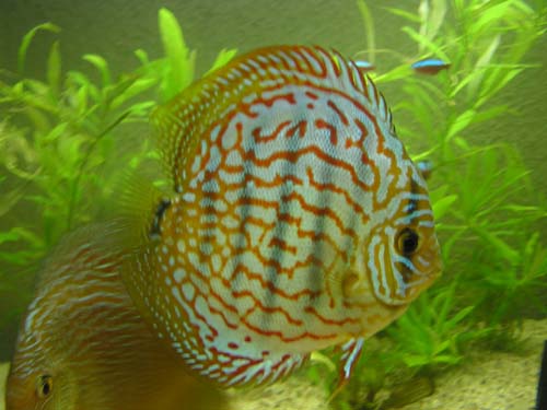 Red Turkus 005.jpg