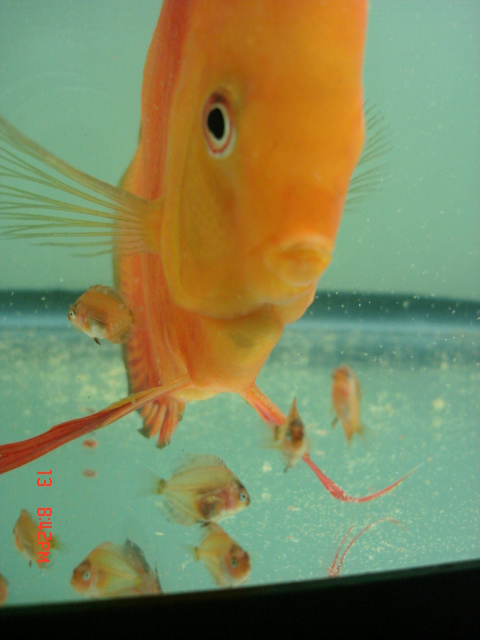 niedziela scarlet 012.jpg