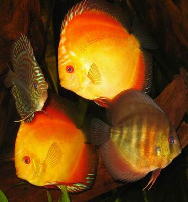 Zmiana rozmiaruco to za odmiana 3.jpg