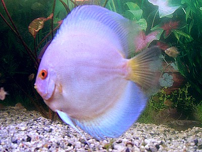 Angel Blue Dlamond1.jpg