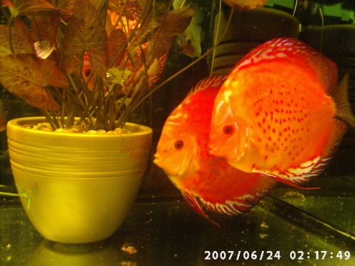 PIC00989a.JPG