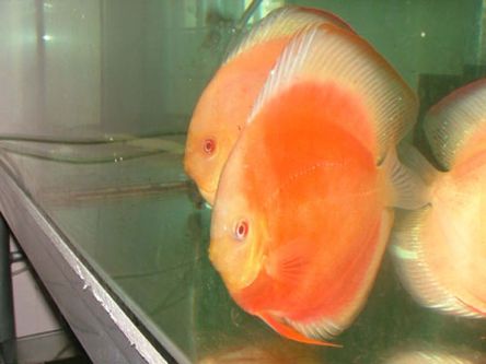 red diamond albino_resize.jpg