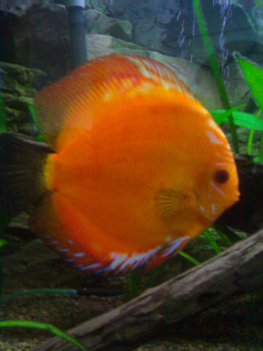 28072007007.jpg