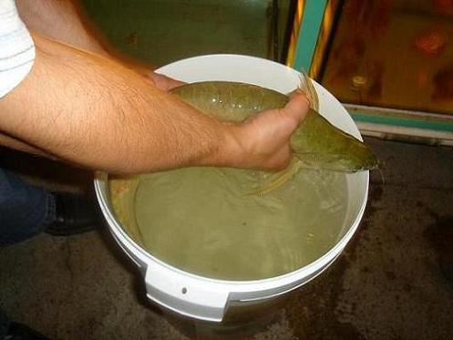 arowana transport.jpg