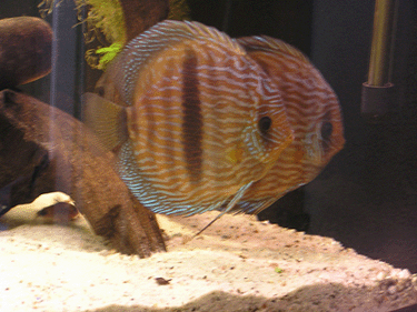 dzikuski 110.jpg.gif