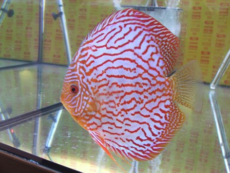 Dscf6578.jpg