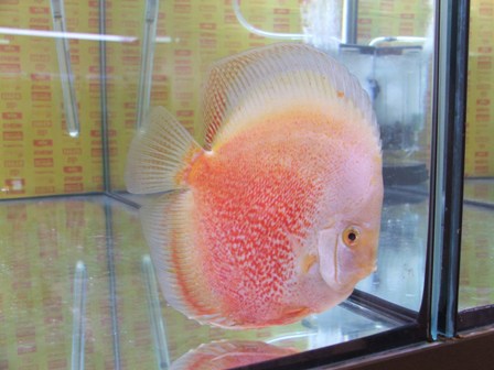 Dscf6568.jpg