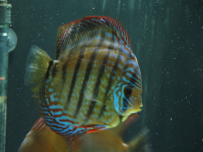 Samiec Alenquer.jpg