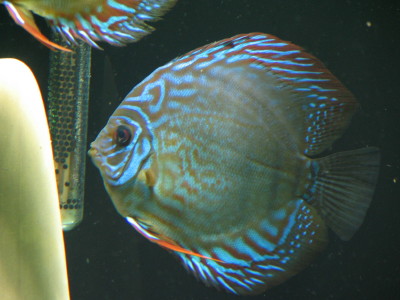 Samiec z Pary nr 2 Alenquer.jpg