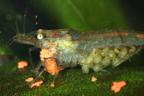 Oj będzie maluszkow.jpg