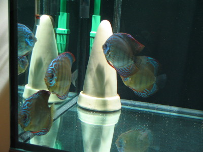 Dwie Pary w tle Para nr 2.jpg