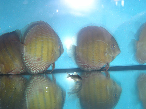 uat-blue-14.jpg