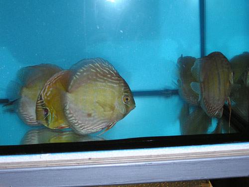 blue-006.jpg