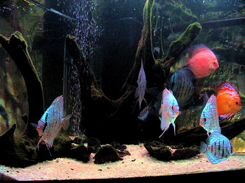 discus 26.11.07 021.jpg