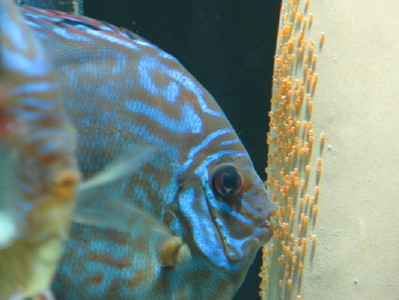 Parka nr 2 z ikrą.jpg