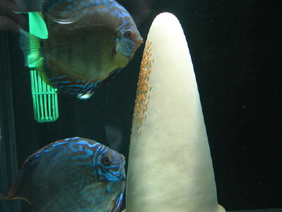 Para nr 2 z ikrą.jpg