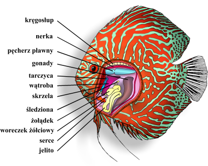 Topografia narządów.jpg