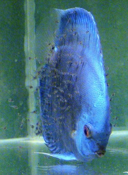 Blue diamond male.jpg