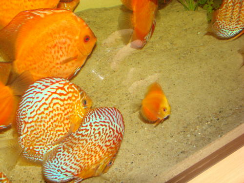 DSC07218.JPG