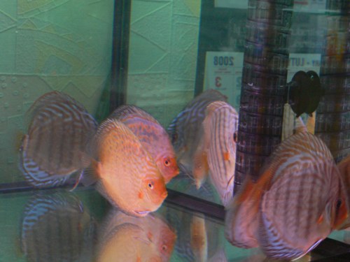 P1030216.jpg