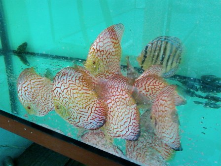 SP_A0833.jpg