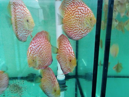 SP_A0809.jpg