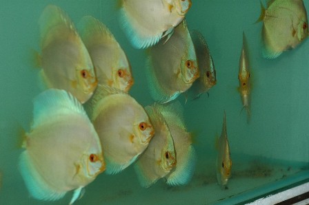BlueDiamond3to4inch01.JPG