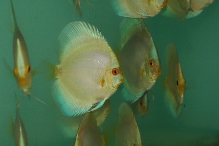 BlueDiamond3to4inch02.JPG