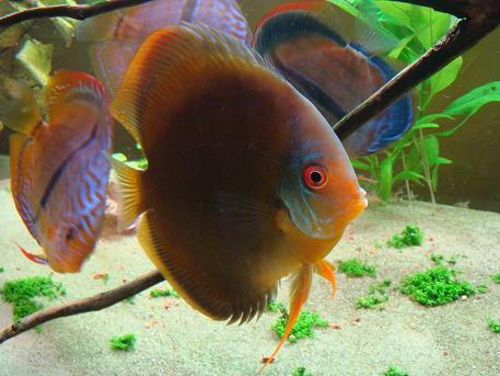 to miał być Red Diamond.JPG