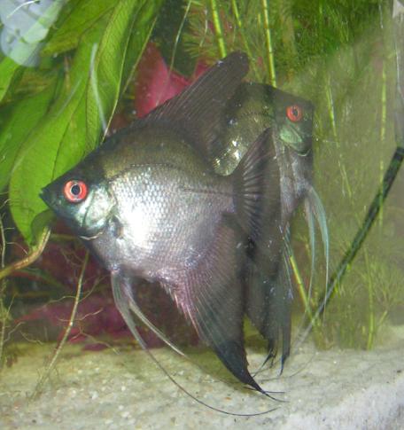 zaskoczone nocą.JPG