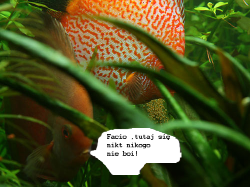 Krewetki-831 kopia.jpg