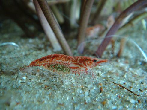 1 kolejna z zielonymi zbukami.JPG