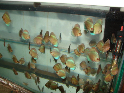 DSC07417.JPG