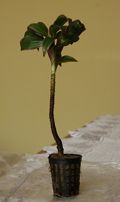 Krewetki-1130.jpg
