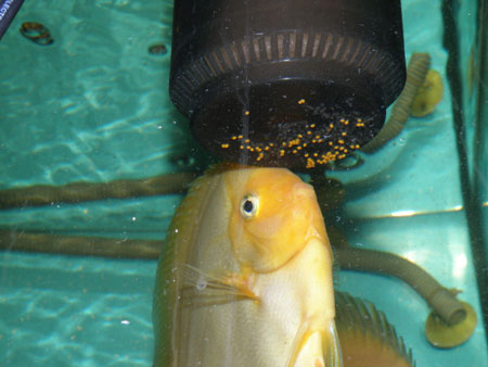 31,05,2008-016.jpg