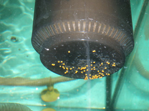 31,05,2008-014.jpg