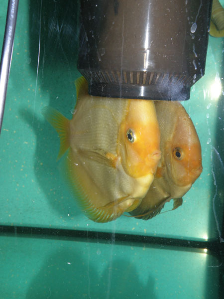 31,05,2008-015.jpg