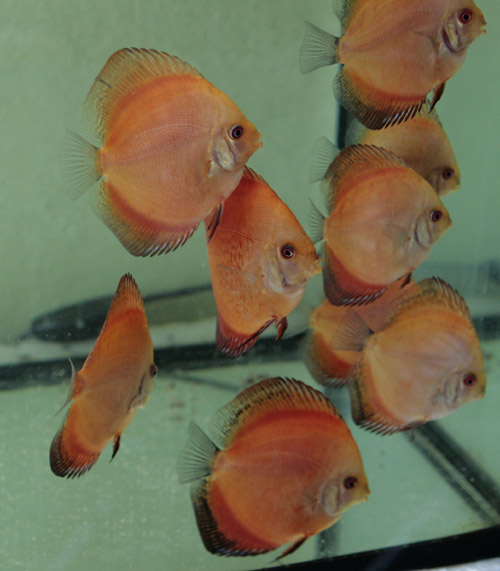 Solid Red 3,5 miesiąca 2a.jpg