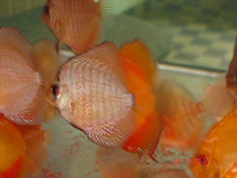 Snak skin red 4.JPG