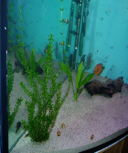 akwarium na pkmd2.JPG