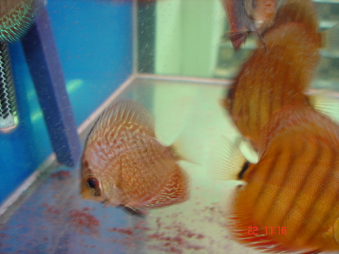 Snak skin red 3.JPG